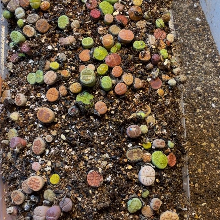 彤***儿多肉葡萄的季节性T