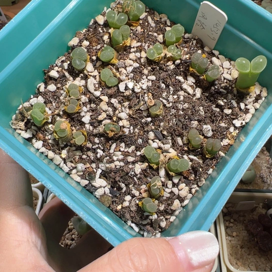w/902。樱花风铃 1453.9。一盆价格