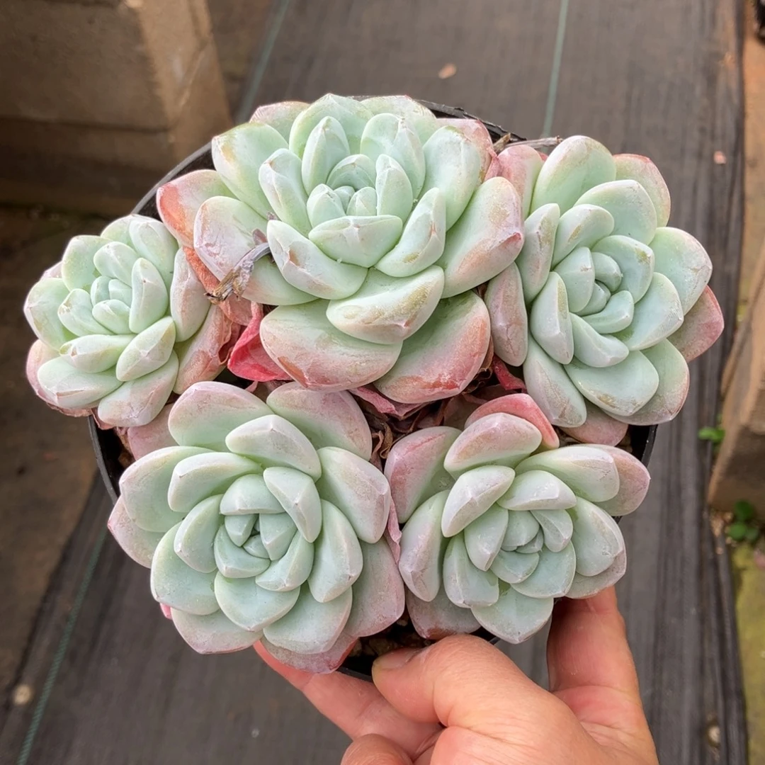 一物一拍不支持退换 冰玉