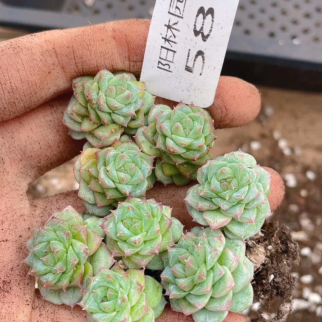 多肉植物多肉植物583