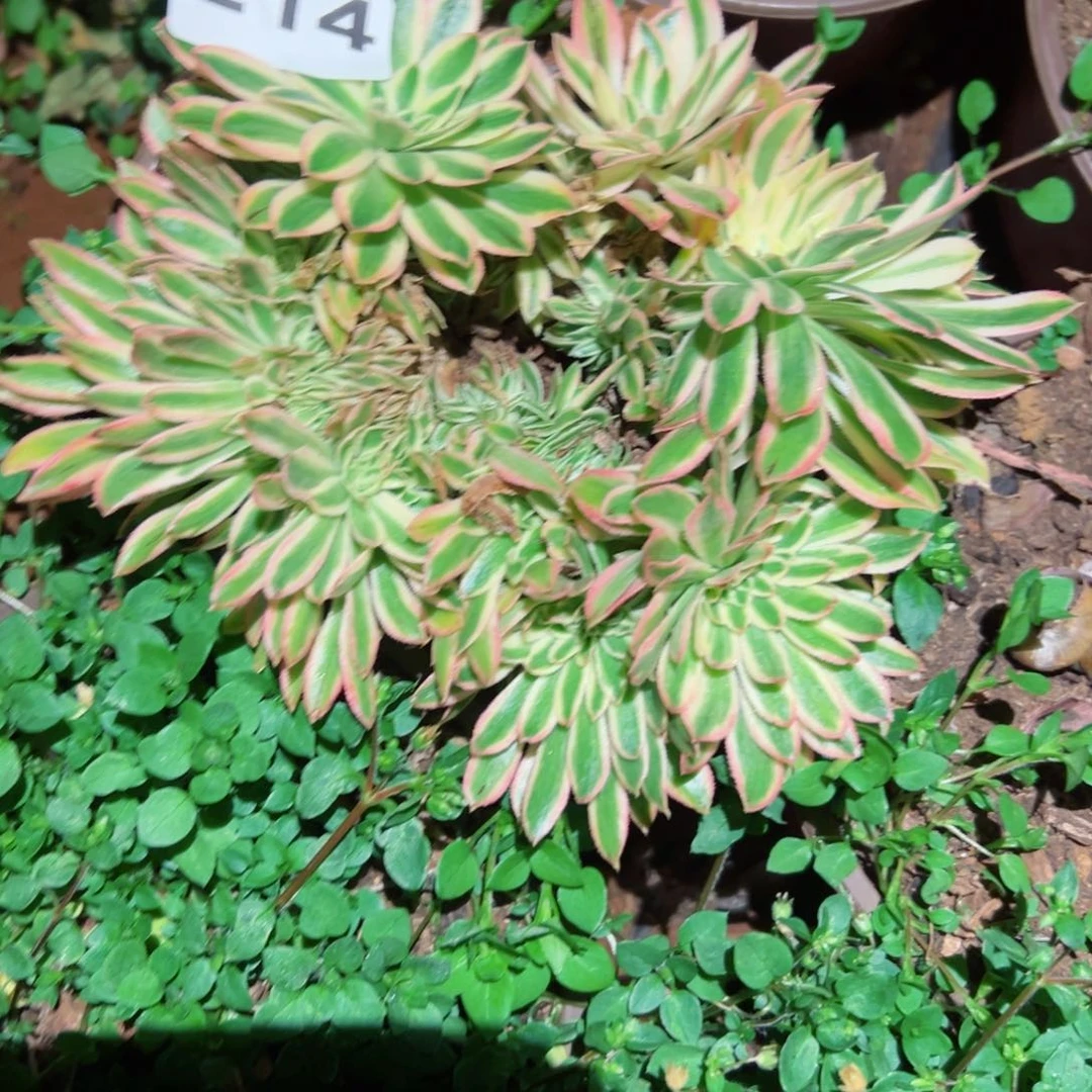 214 号多肉植物法师新年福利