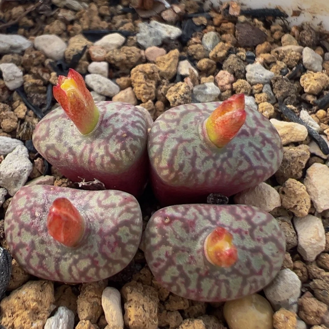 108多肉植物百科植物