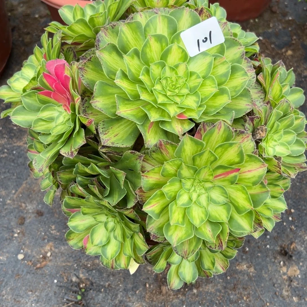 101知否多肉植物系？