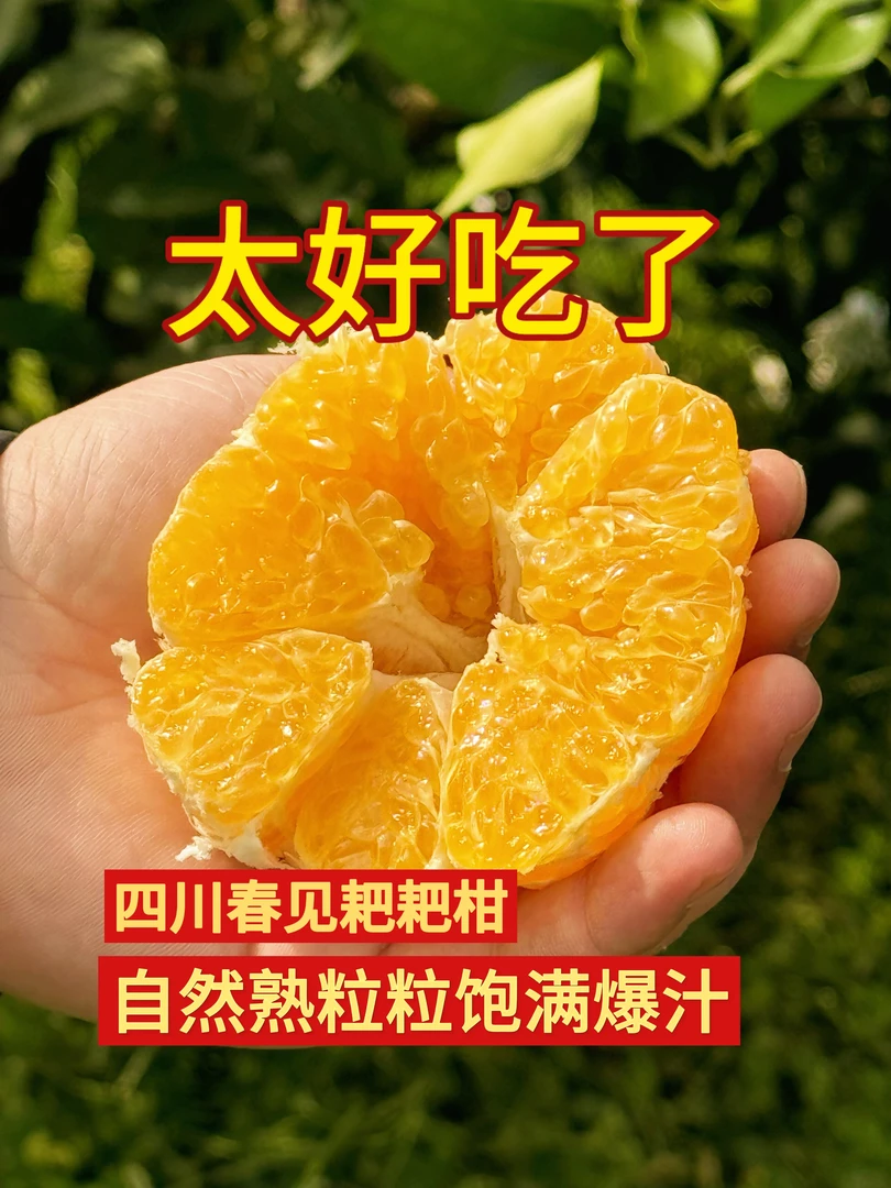 【果园直发】正宗四川耙耙柑爆汁香甜口感美味