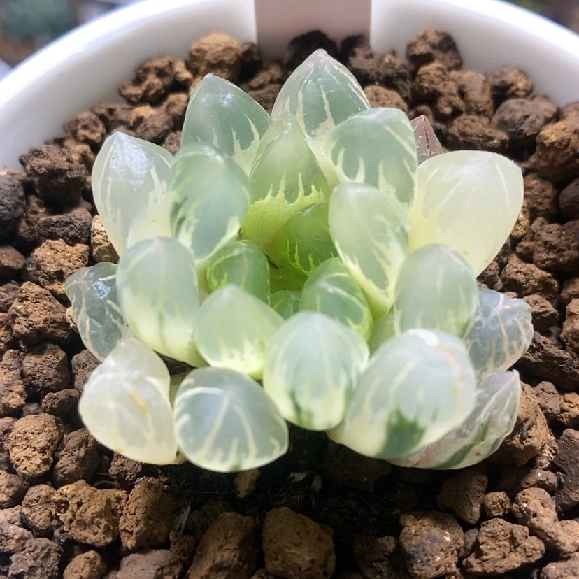 【闪购商品】恰*儿152糊斑实生