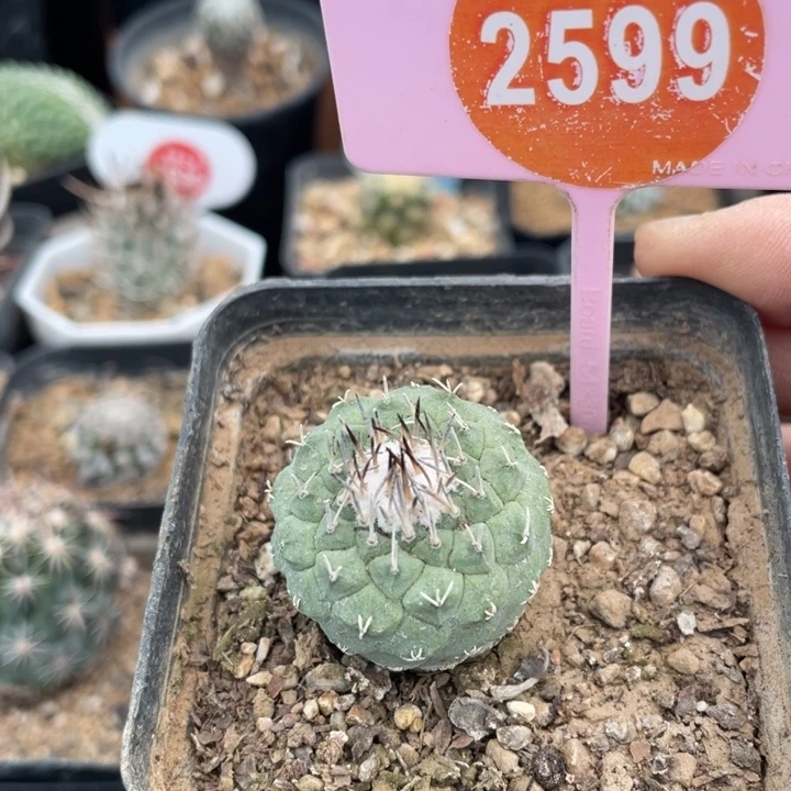 实生菊水2599000000