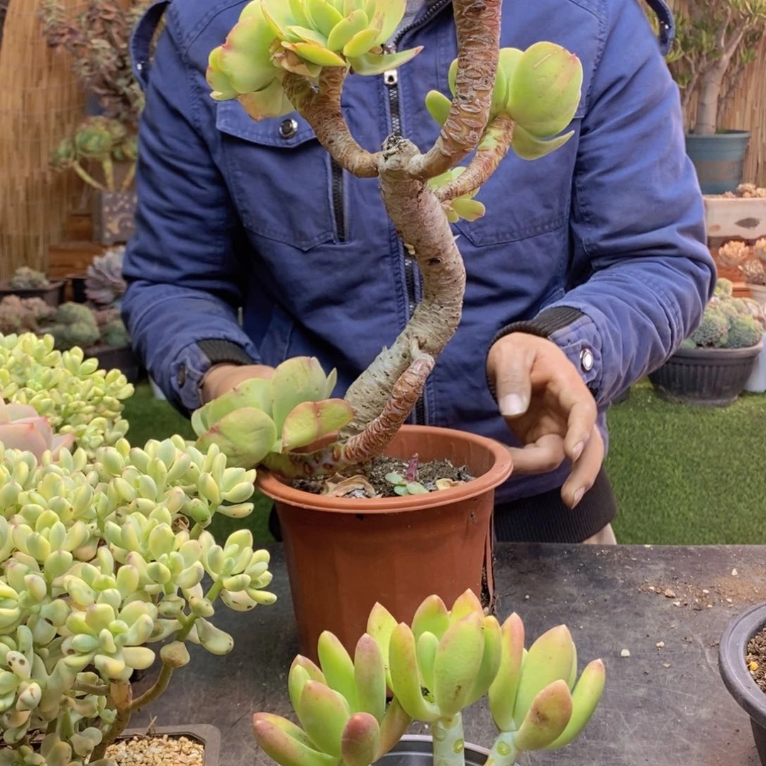 一****?25鸡蛋碧桃多肉