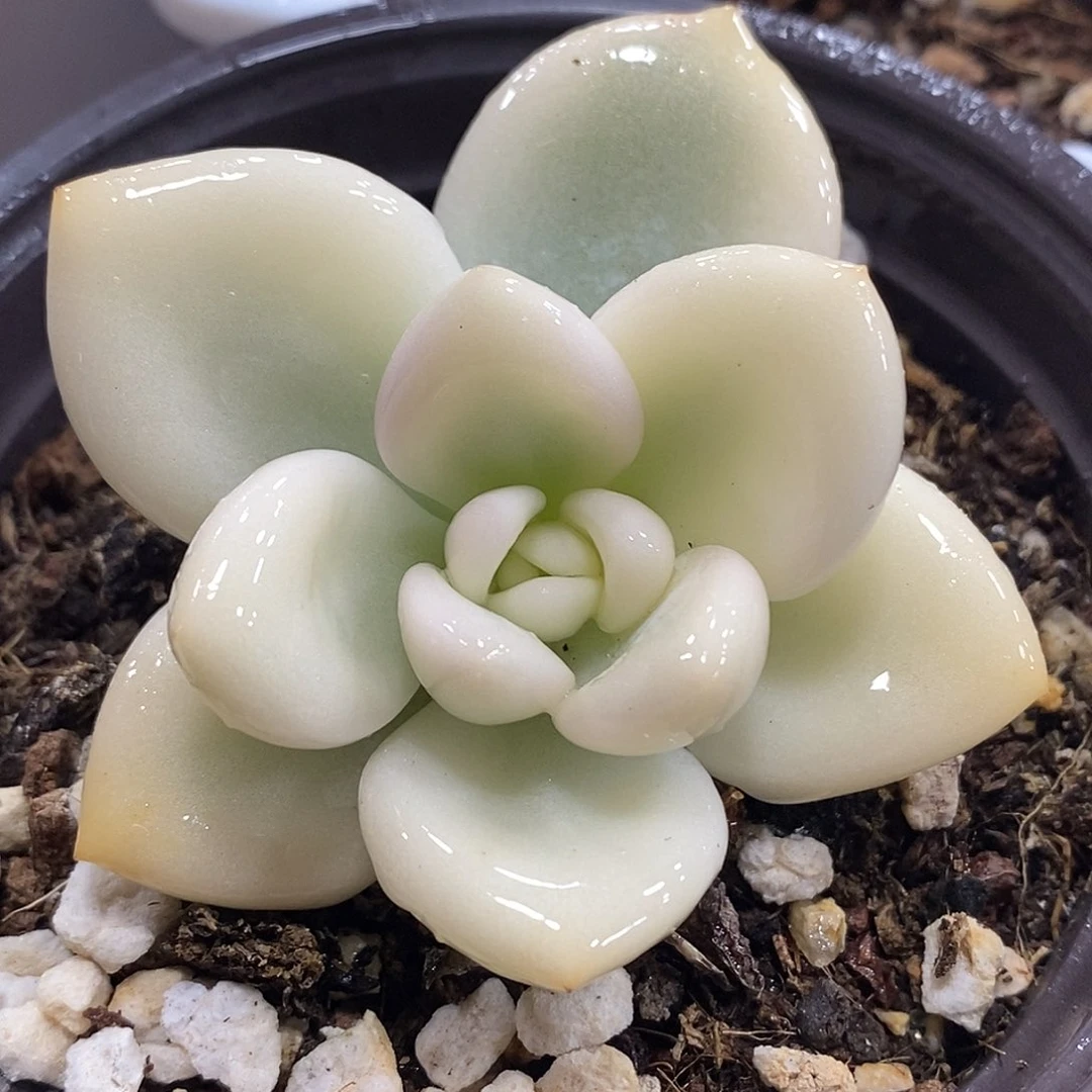 奥普宽锦 小方花圃一物一拍