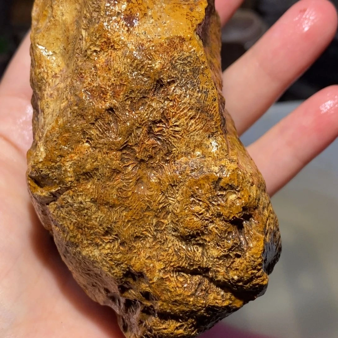 【闪购商品】硅化玉珊瑚玉未镶嵌