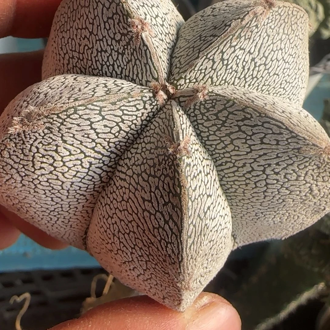 连线恩冢018仙人球开花