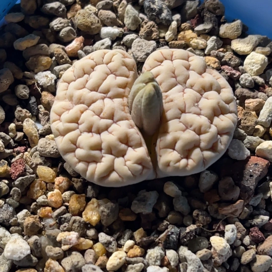 8023凹凸蛙哥189一颗特