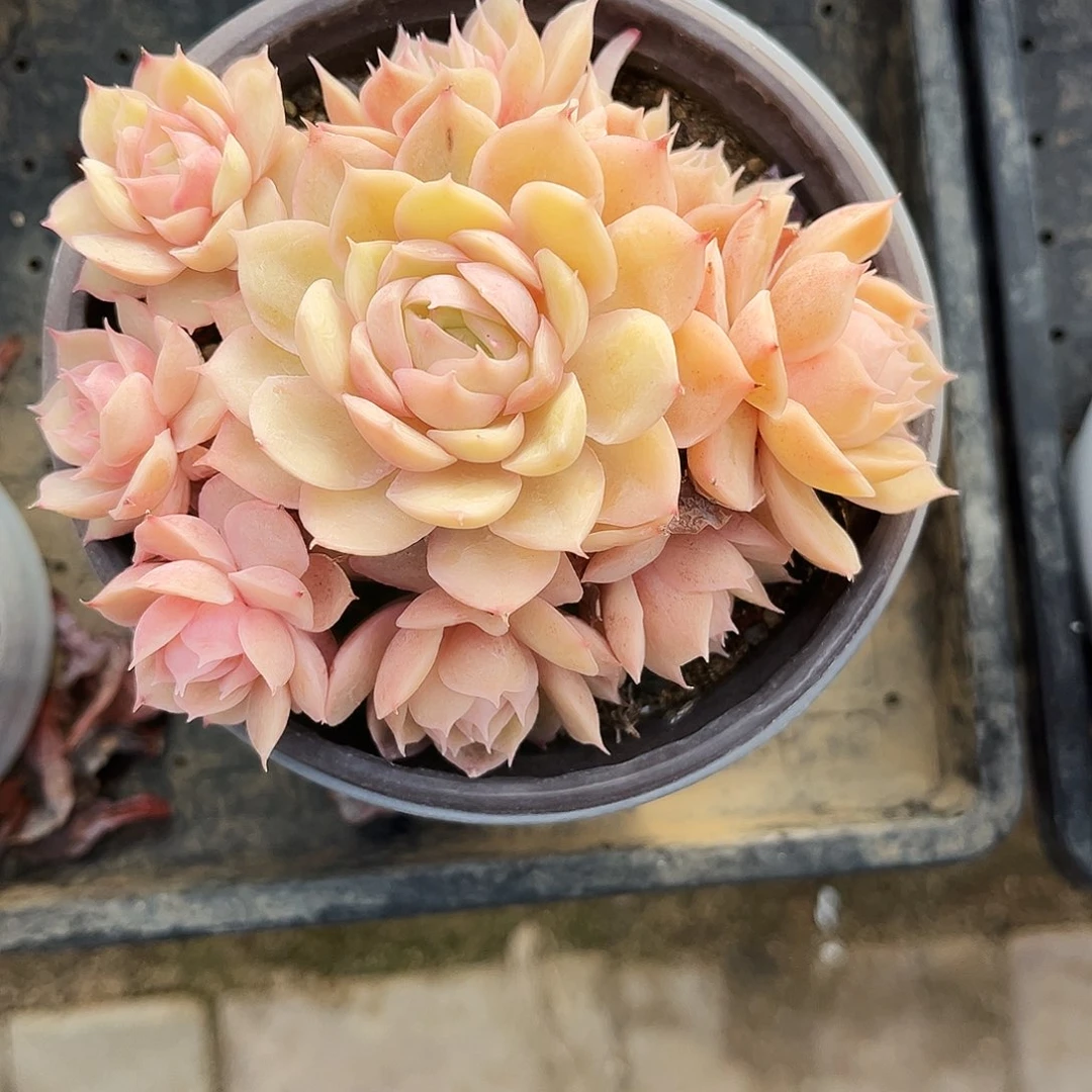 子***耘10多肉植物提取萃取剂系列