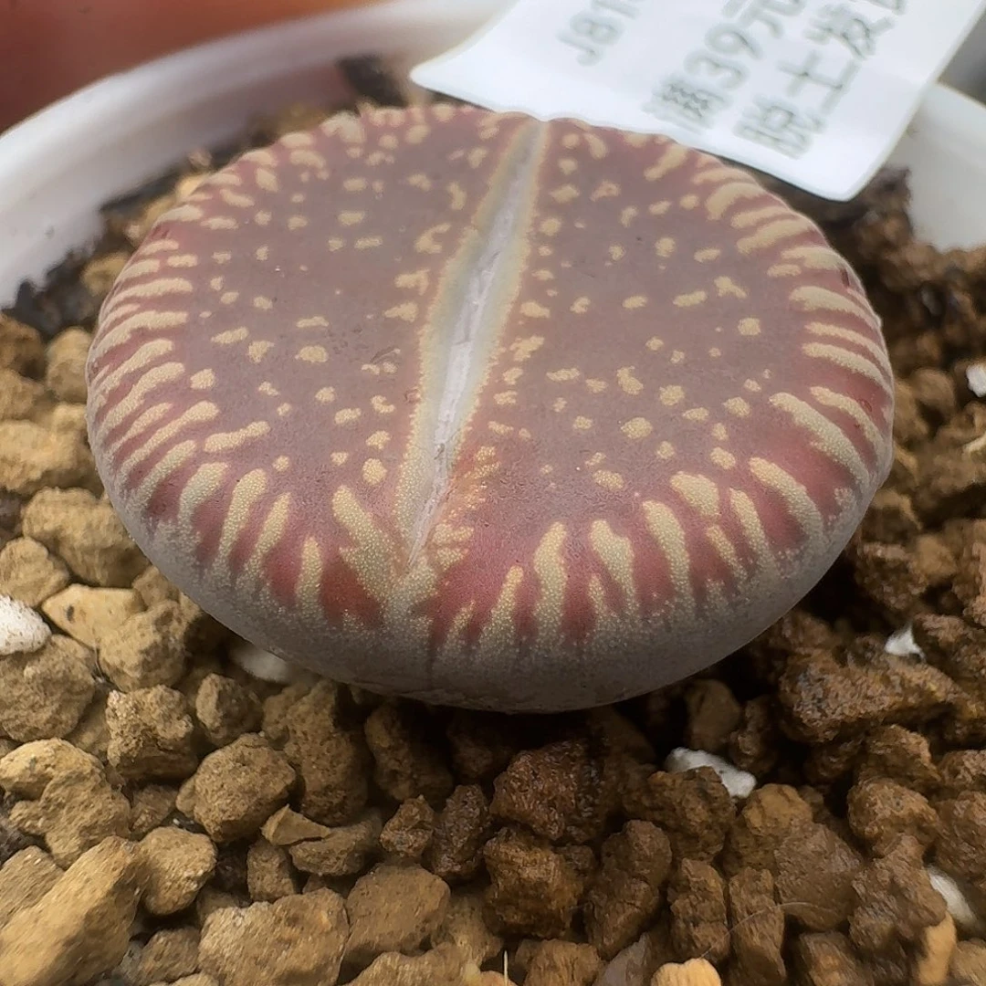 814多肉哈哈哈哈哈哈哈