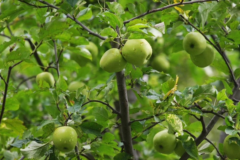 高原纯天然无污染小金苹果