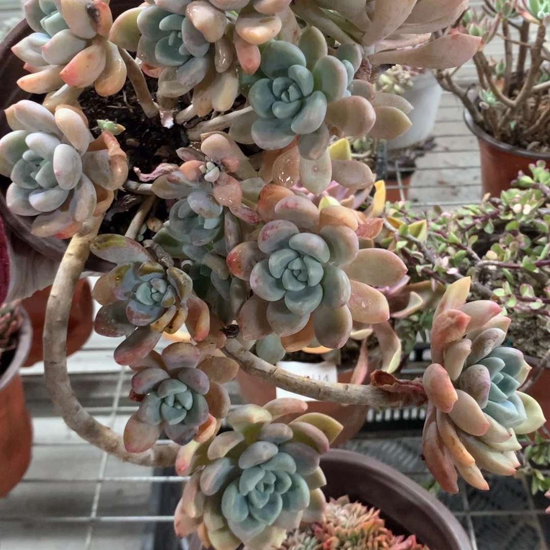 华*克洛伊多肉植物群生