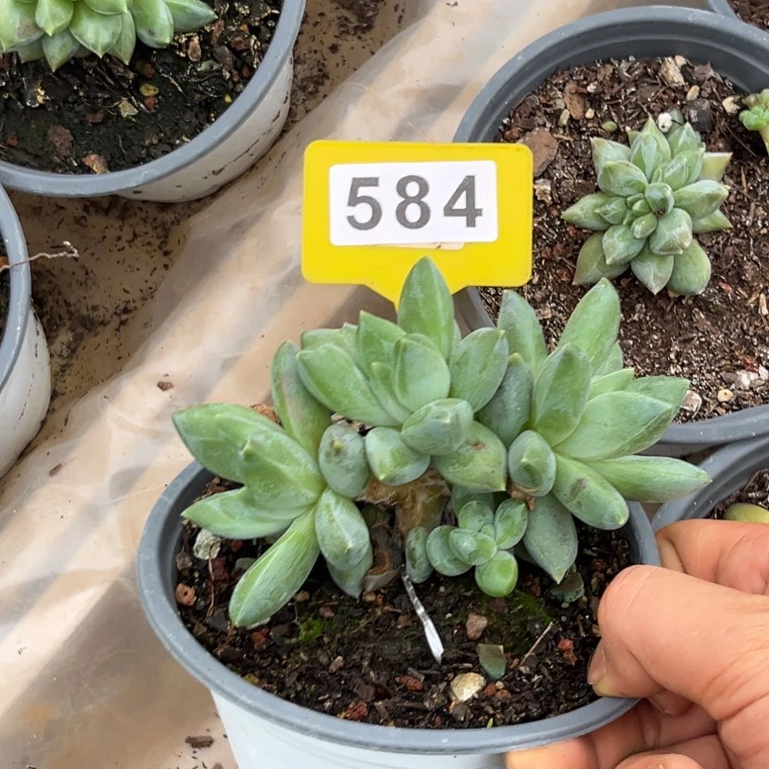 多肉植物重楼群584