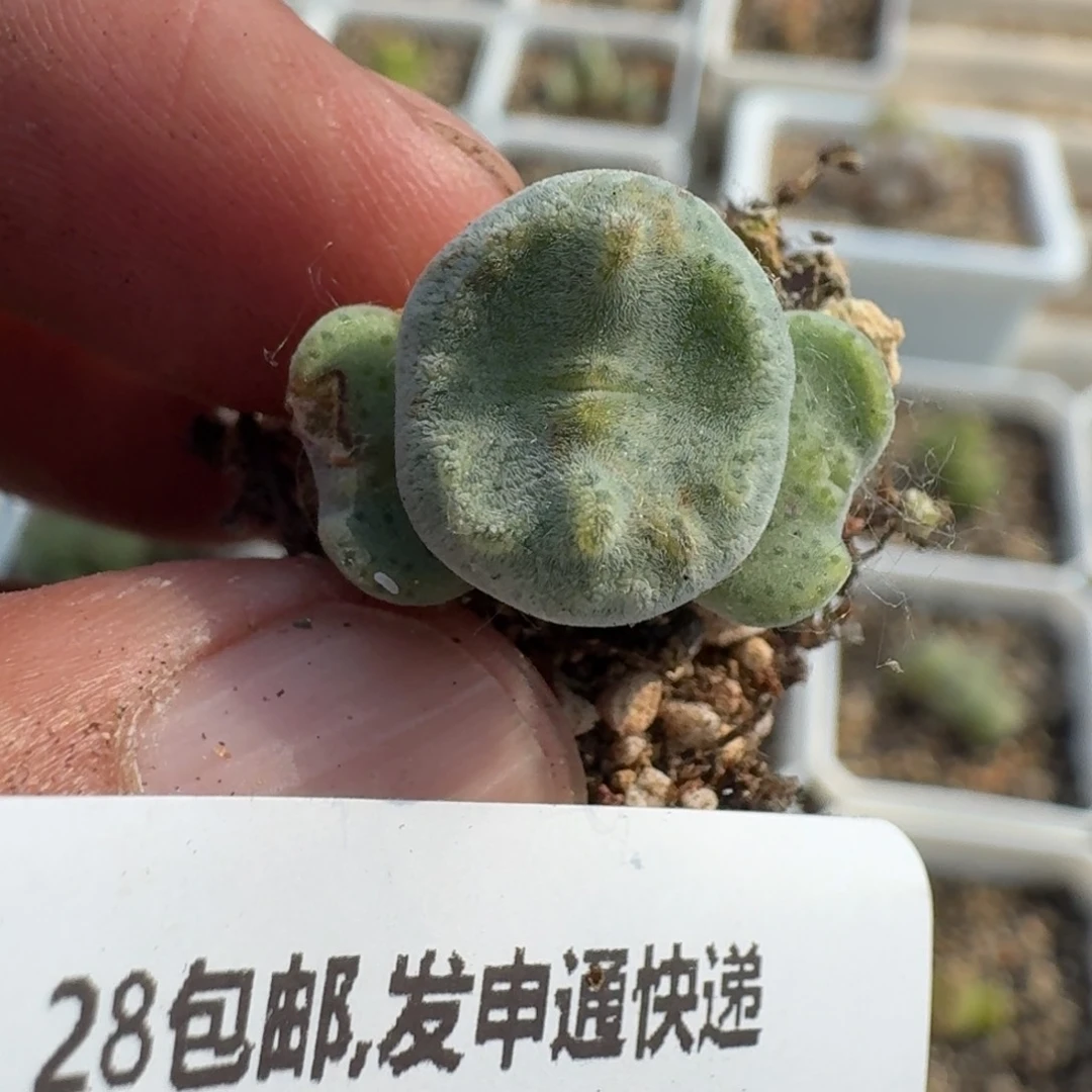 381。
