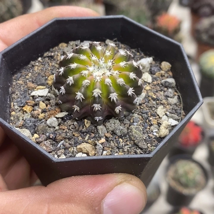 实生猫爪奇特球特价