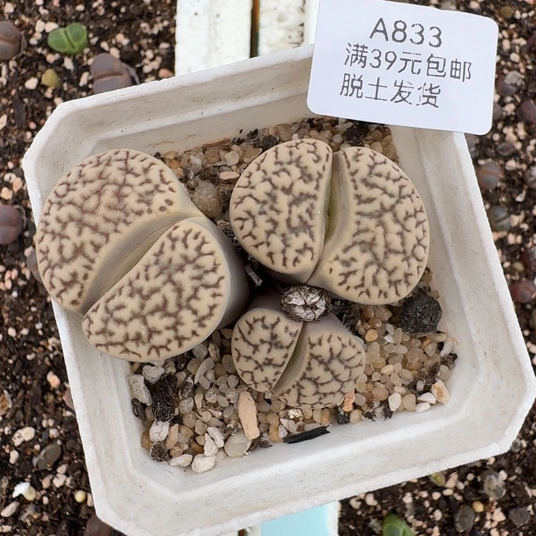 833多肉哈哈哈哈哈哈