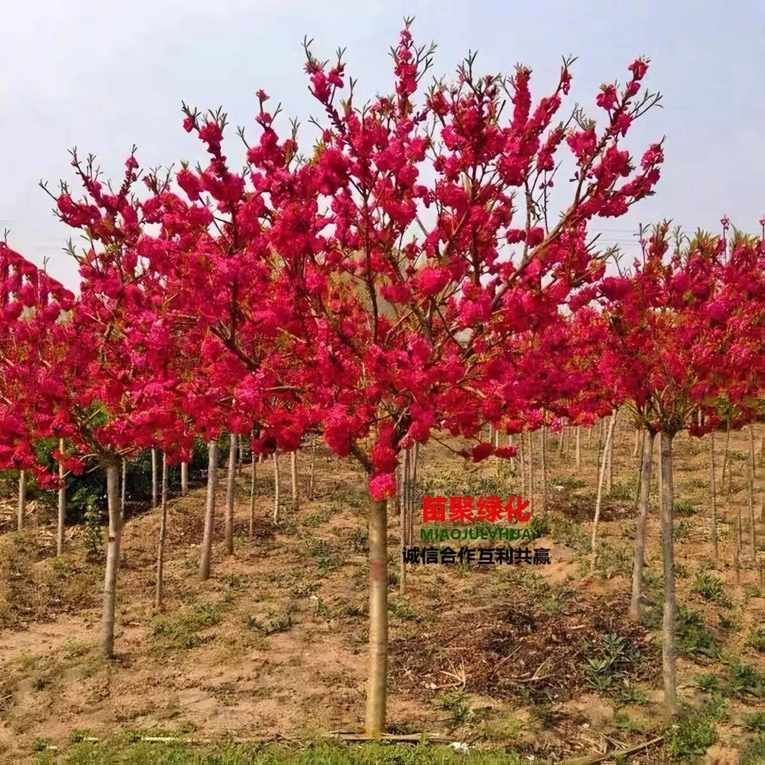梅花树苗盆栽红梅树腊梅盆景腊梅花老桩耐寒植物室内阳台庭院四季