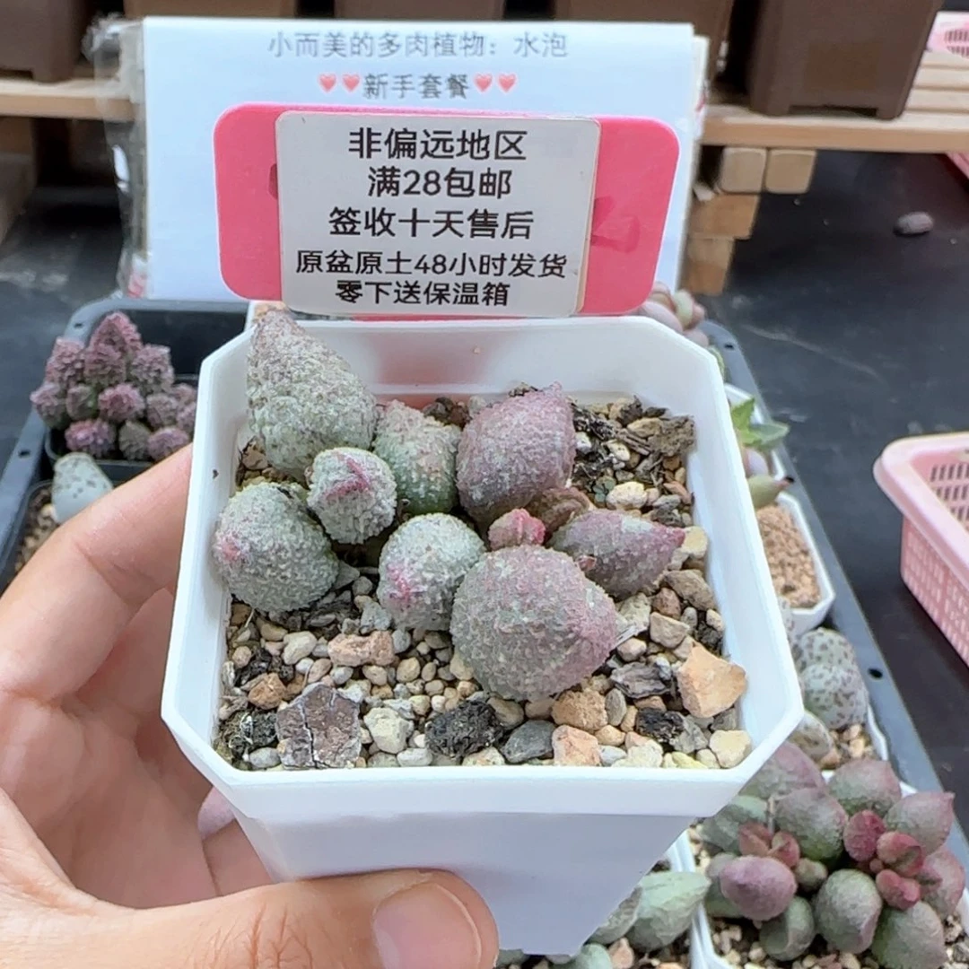 陈*晗505阴阳翡翠哈莫杂