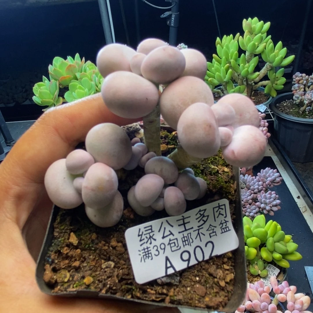 902橙奶多肉肉5c m