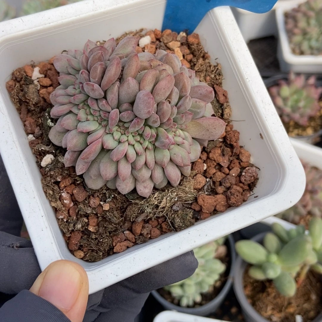 6148爱丽儿多肉植物