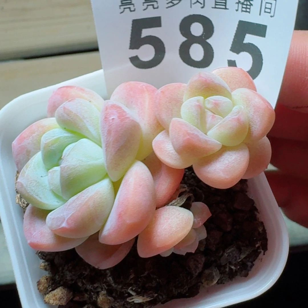 K***～            精美多肉植物