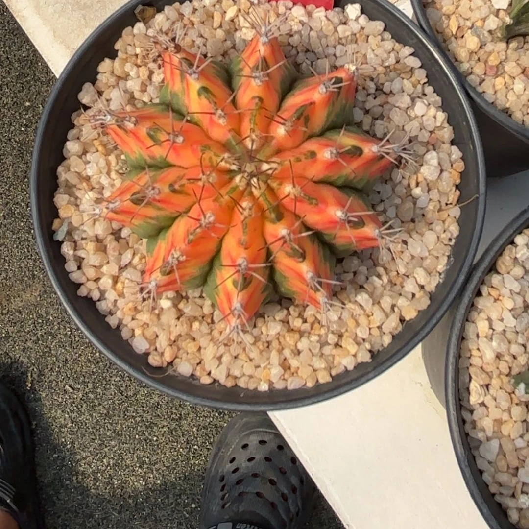 219-1201泰国发货多肉