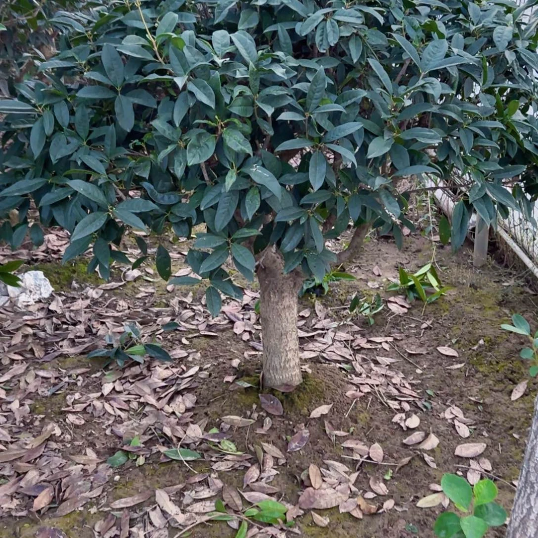 济***城无花朵桂花。八月桂系列