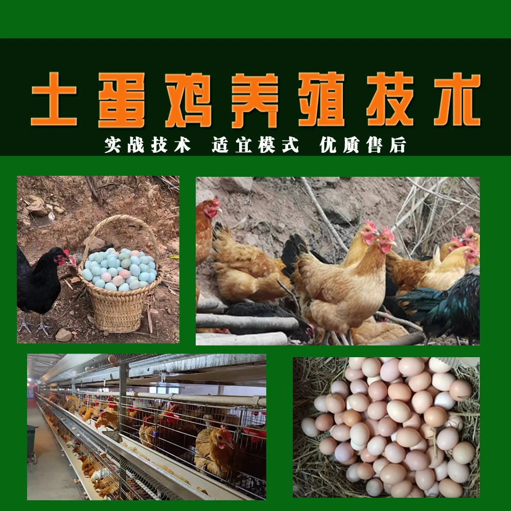 都都妹教您低成本养殖土蛋鸡技术