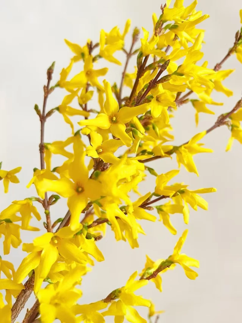 年宵花  寸寸金一把 批发花店 基地直发