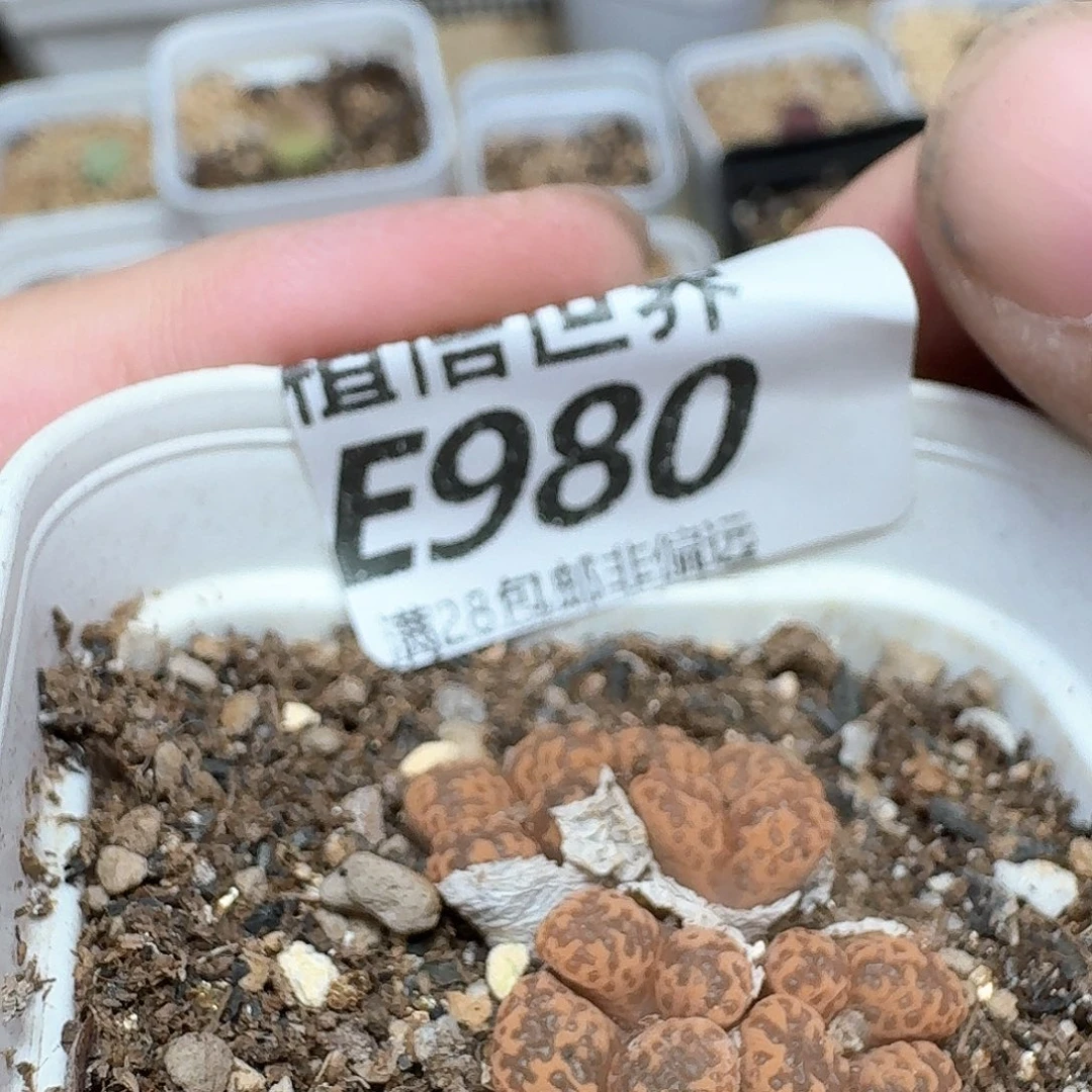 多肉植物的润泽日子