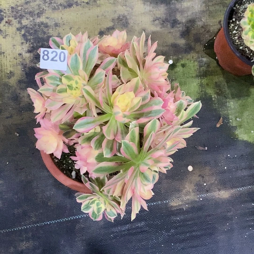 820男神冠服30公分