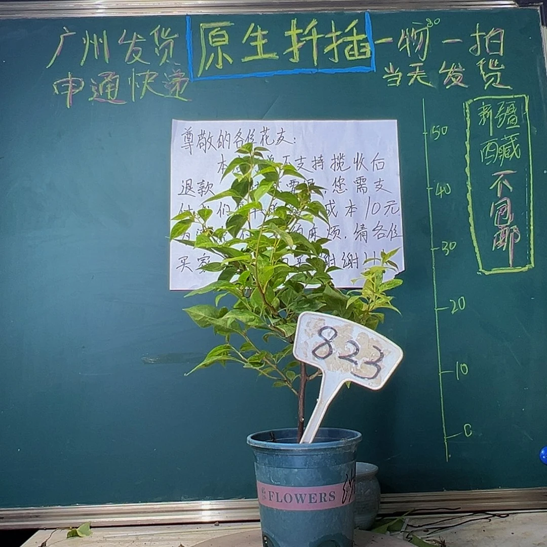 当前无花栽培后可以开花下播 沙斑女郎823