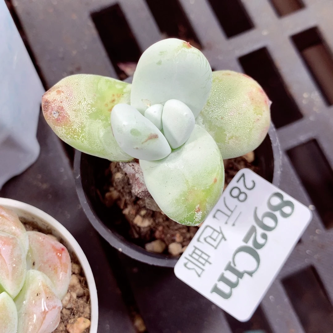 5厘米盆精控多肉892