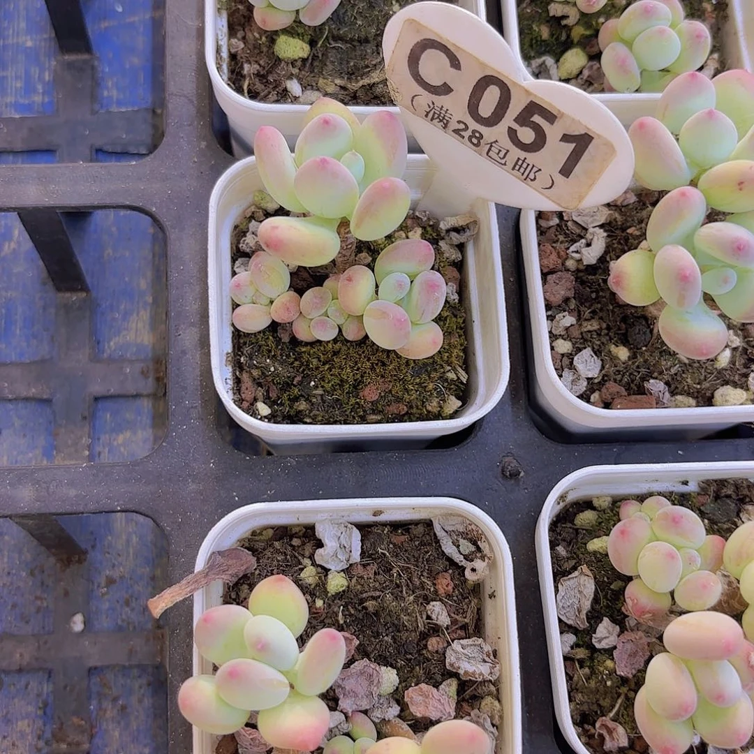 C051苹果奶一物一拍