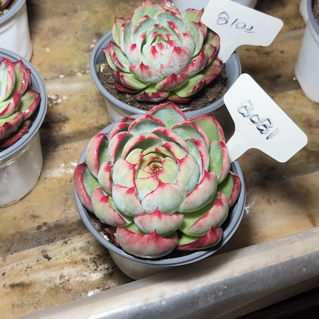 千***雪惊鸿仙子8081.8102号