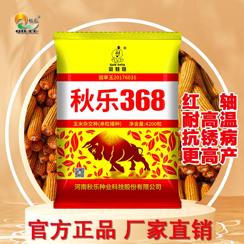 【秋乐368】玉米种子红轴大棒产量高品种优正品保证果穗均匀高产