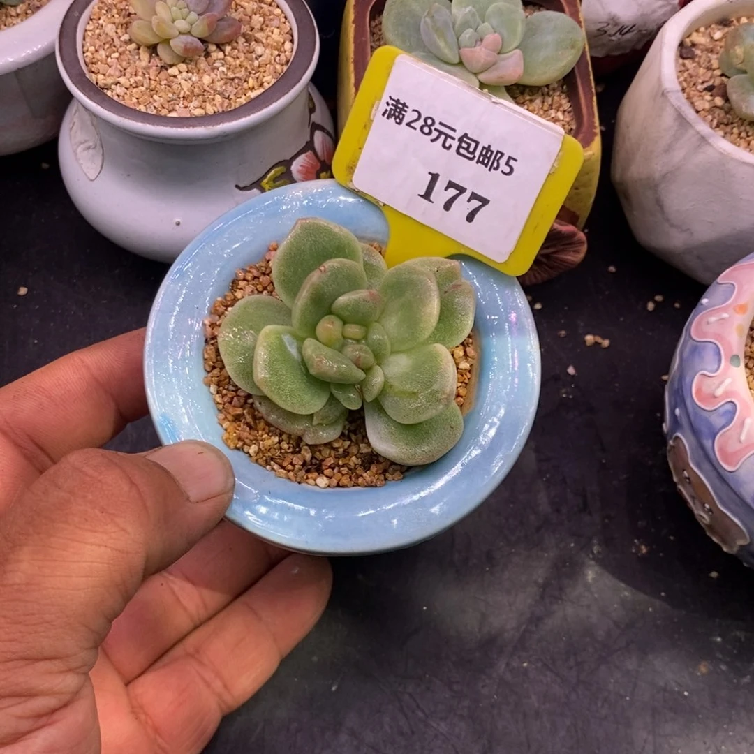 5177冰玉石化拉丝心带锦