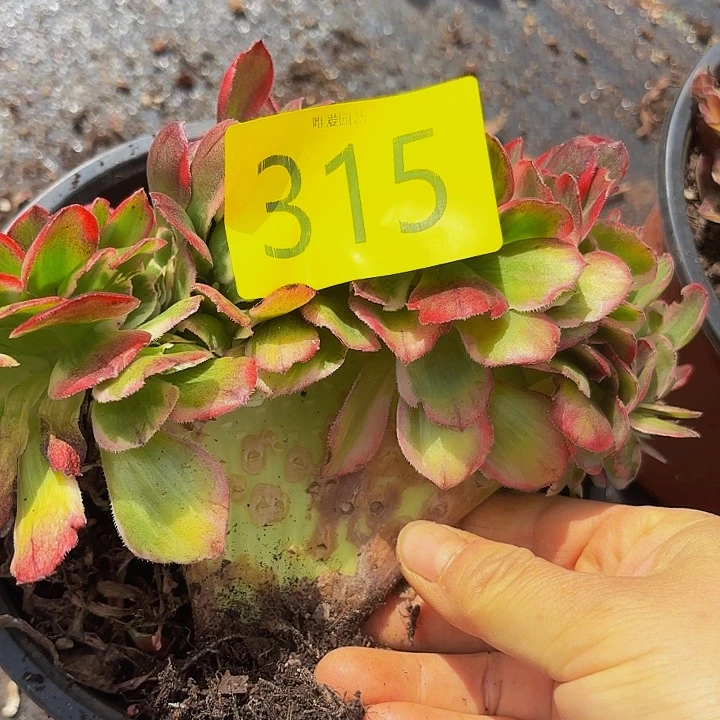 哈哈多肉植物福利315