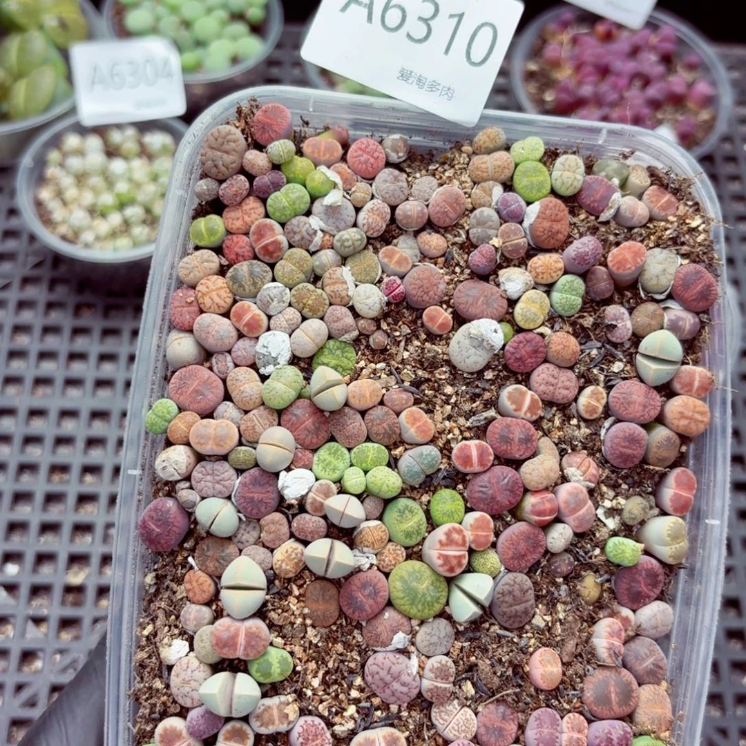 6310—生石花 生石花