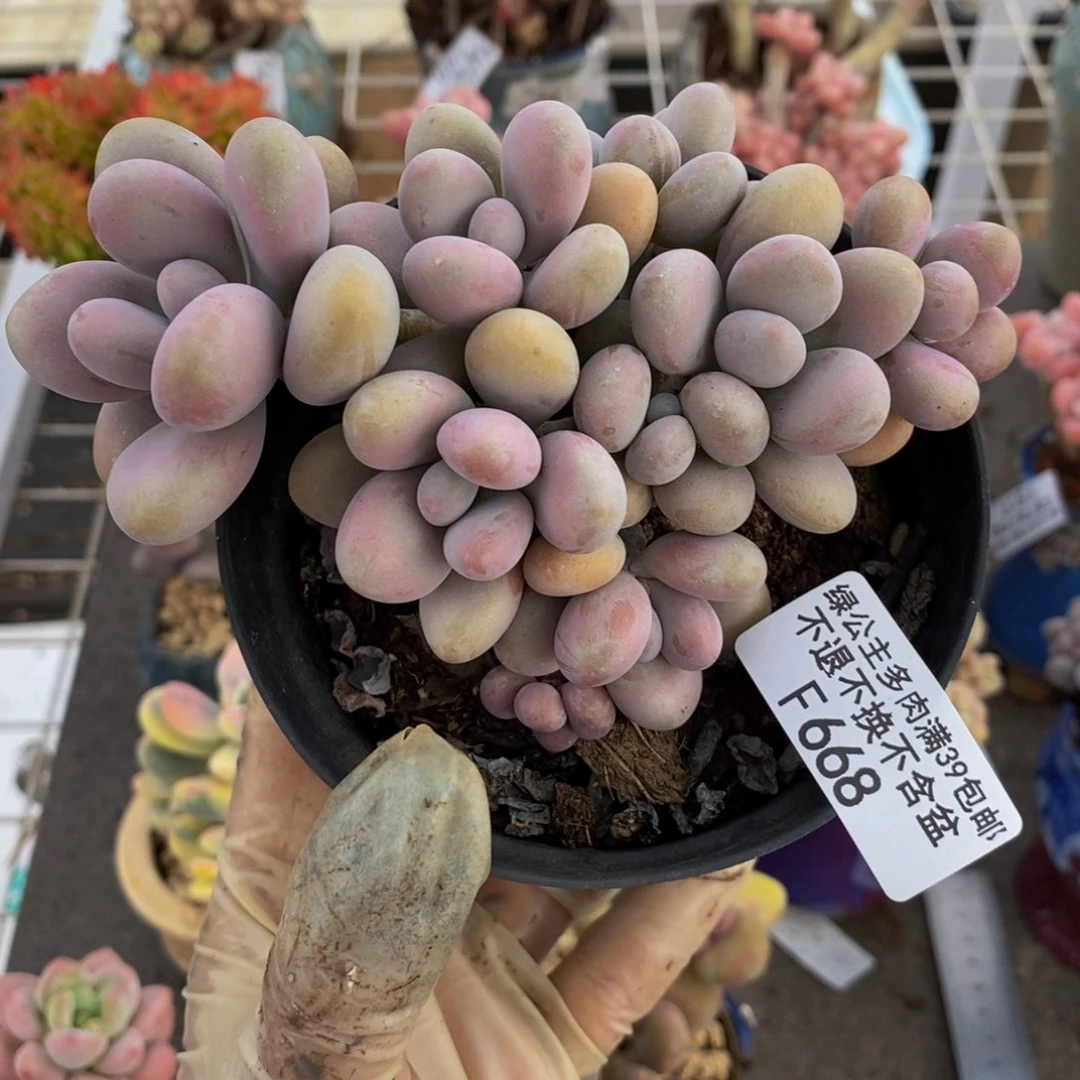 桃蛋668/10cm多肉