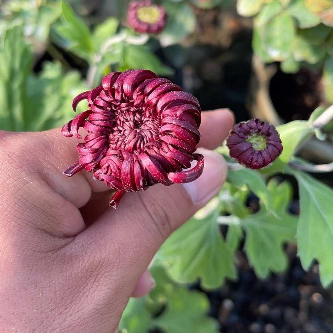 无花朵———黑红色 菊花