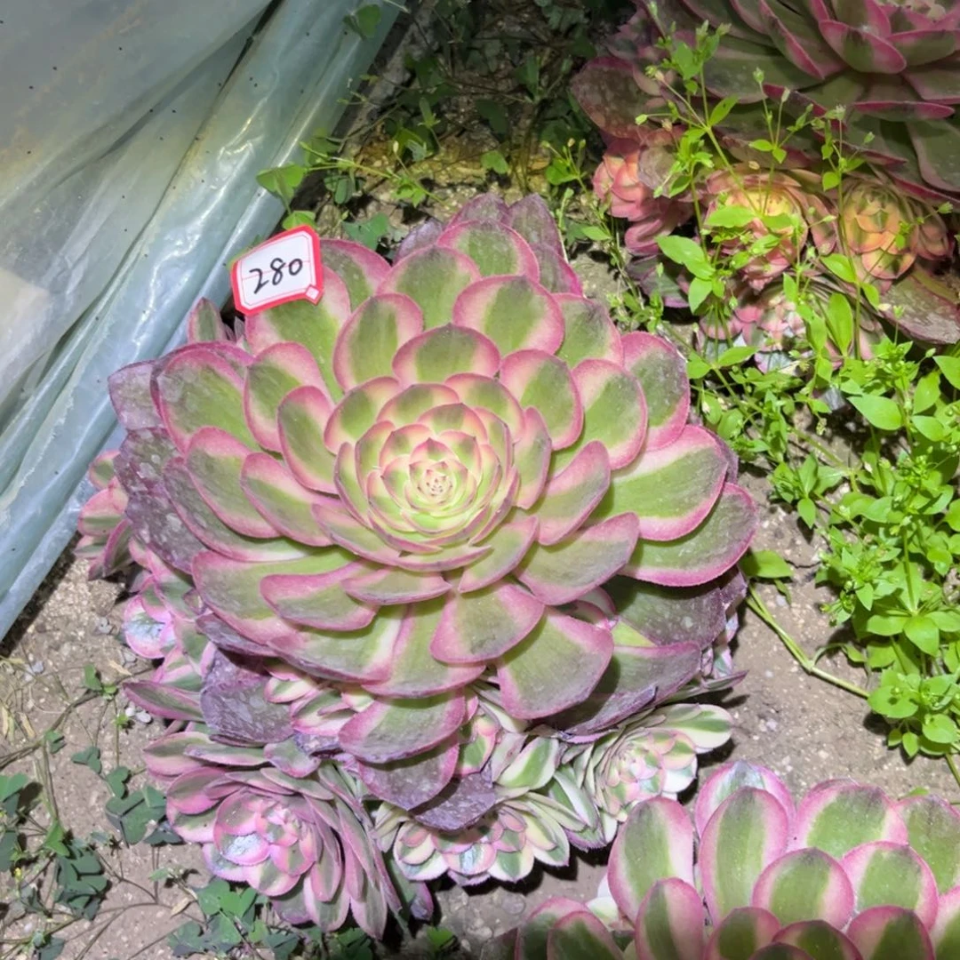 280多肉植物荔枝