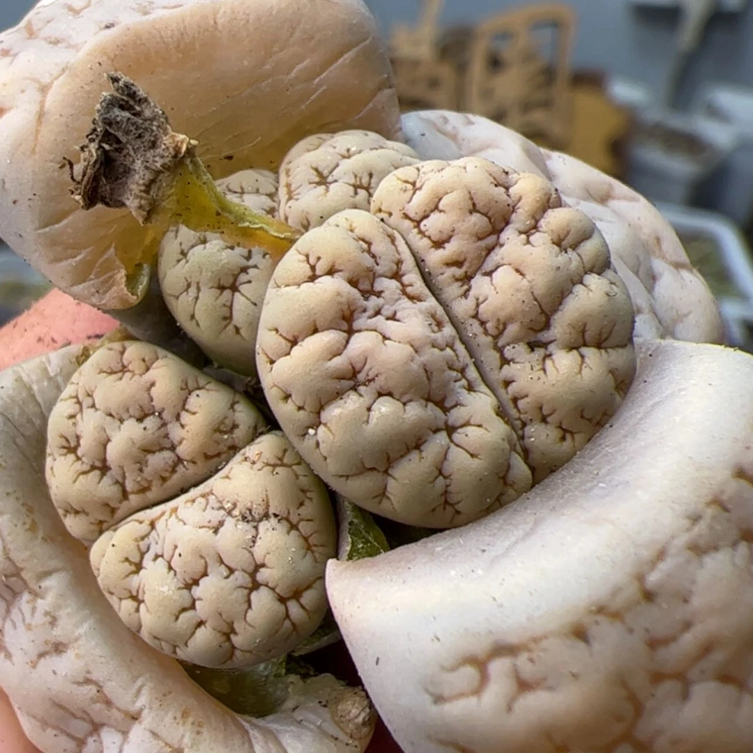 【闪购商品】00000000010