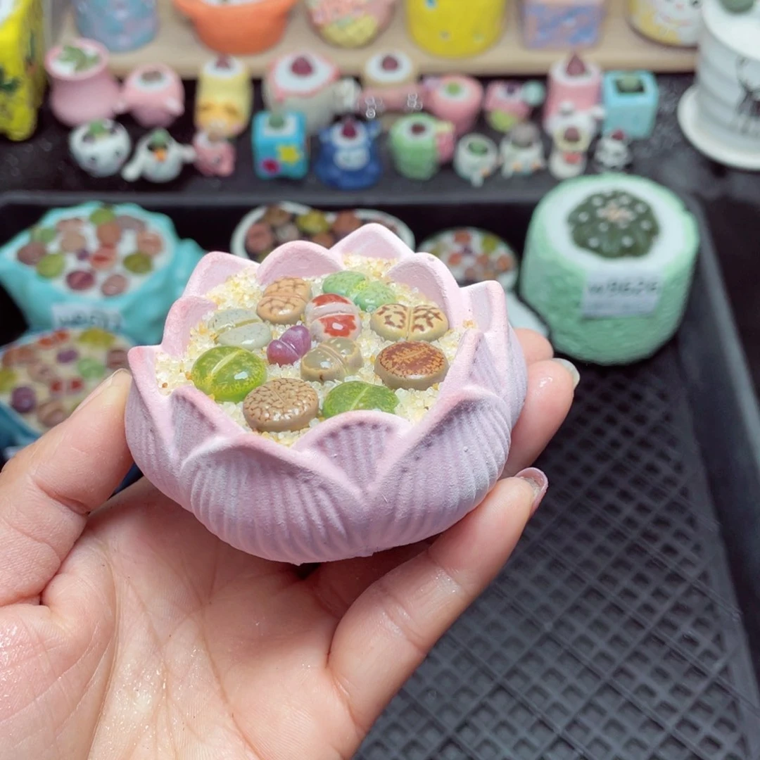 w9629 带盆土发货-零下地区拍保温箱