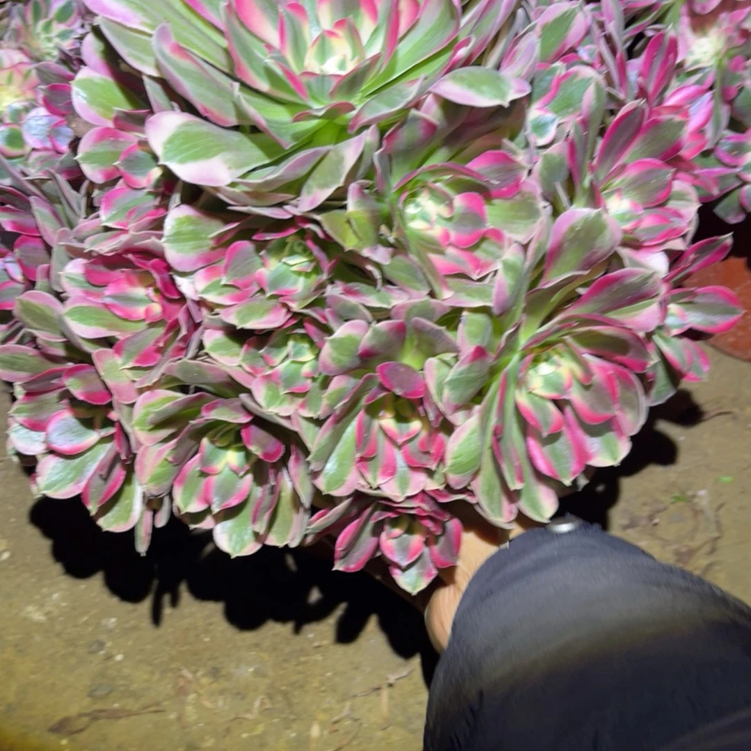 12-13-36粉女巫初恋优选