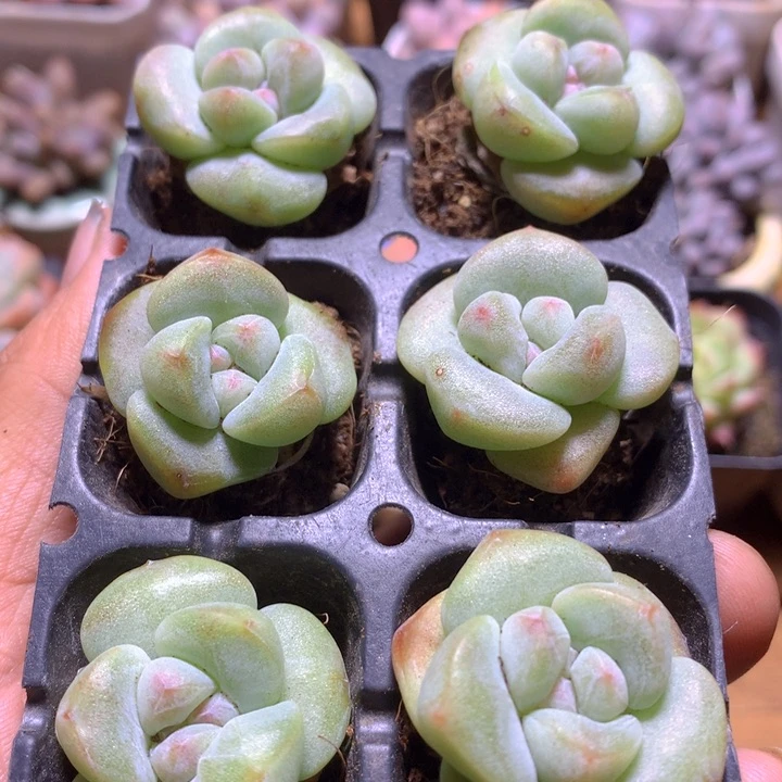 6颗绿体小胖子一物一拍