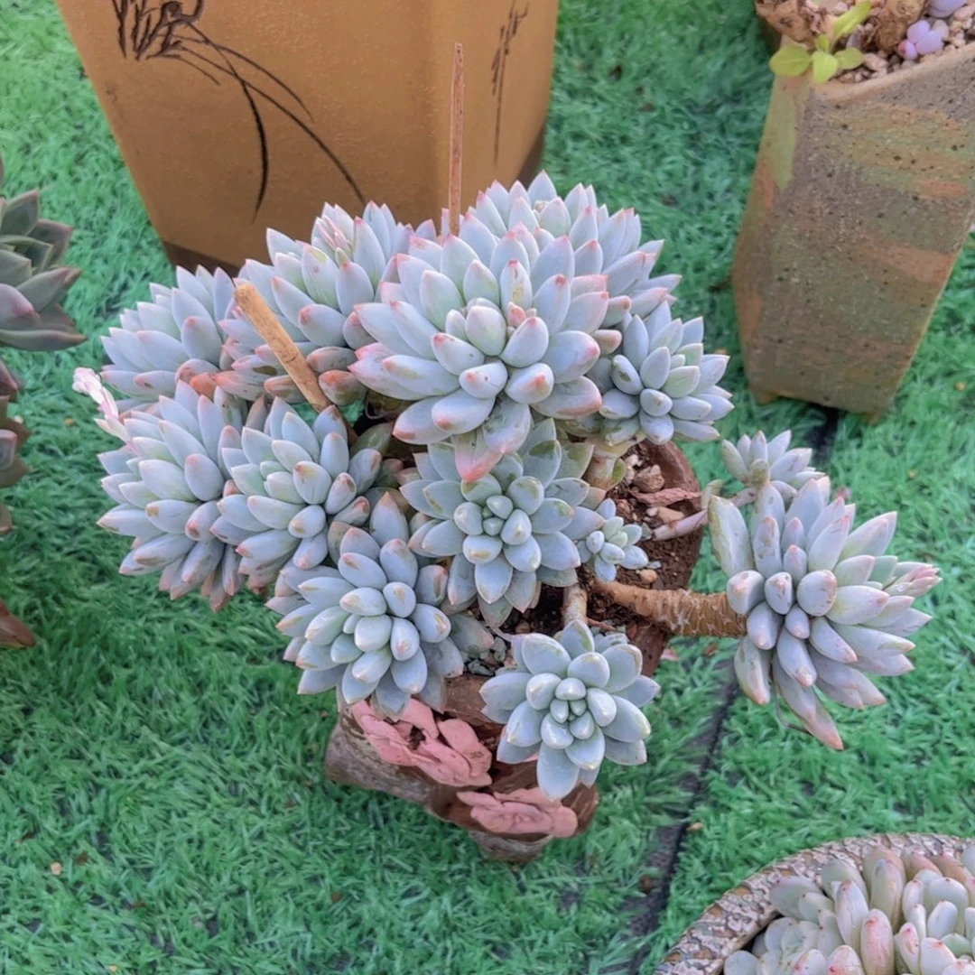 大叶奶糖28196多肉植物